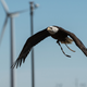 Beautiful scientific raptor (Photo: Dennis Schroeder/National Renewable Energy Lab)